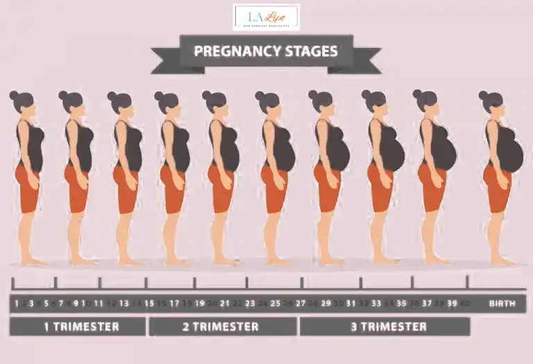 First Trimester (Weeks 1–12): Early Changes You Might Not Notice Kent